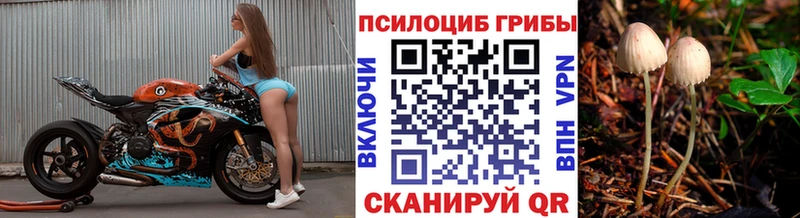 Купить где  Пудож  Псилоцибиновые грибы Psilocybe 